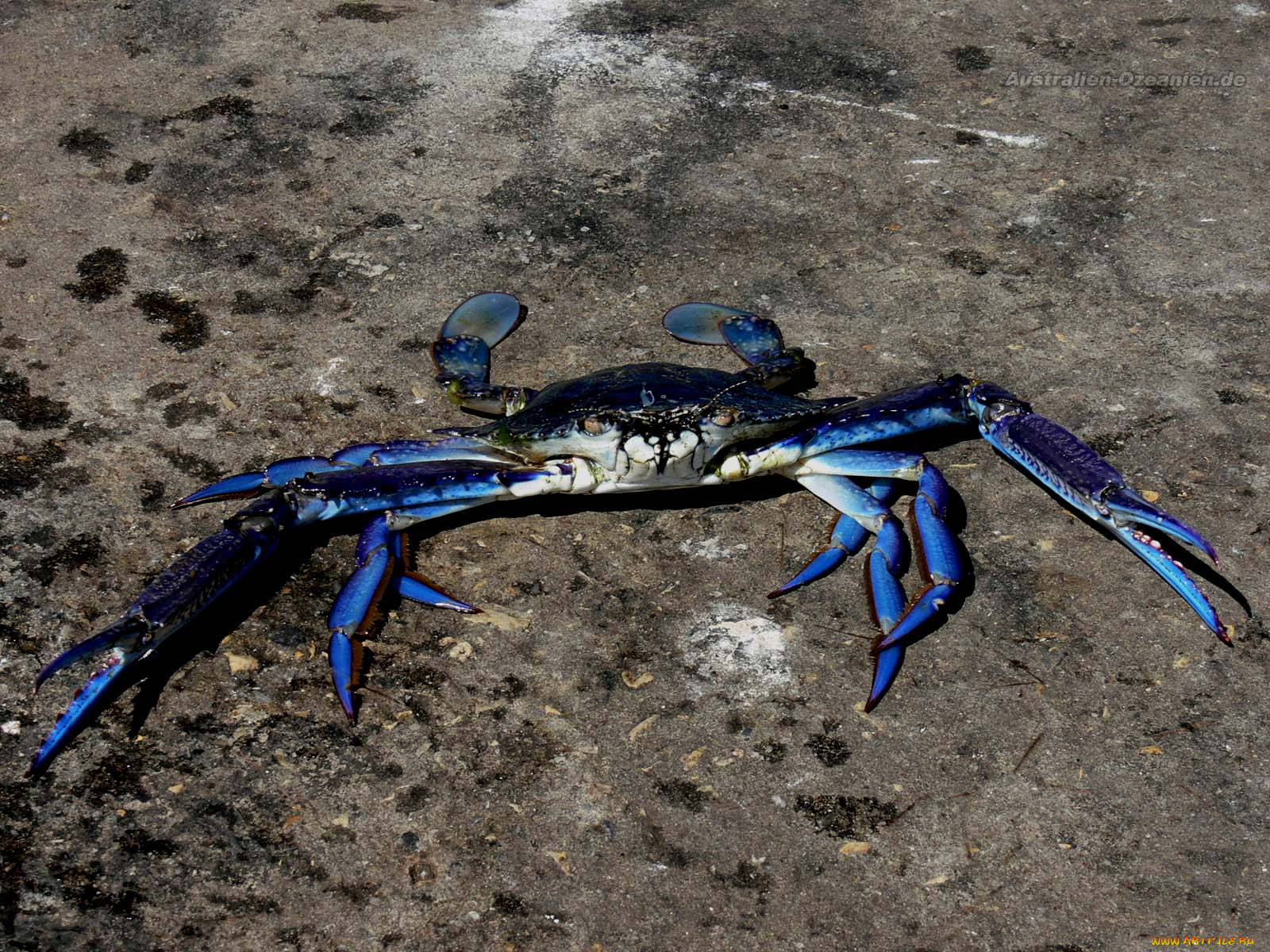 Членистоногие животные. Членистоногие краб. Синий краб. Членистоногие (Arthropoda). Членистоногие синий краб.